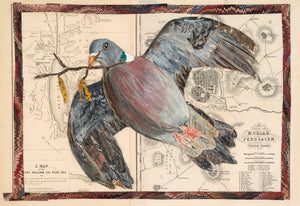 Catkin Pigeon- Framed Fine art giclèe print.